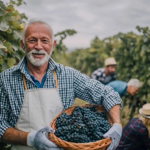 old-smiling-man-winery-1 old-smiling-man-winery-1